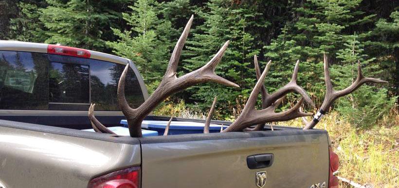 Two bull elk in truck after a great hunt