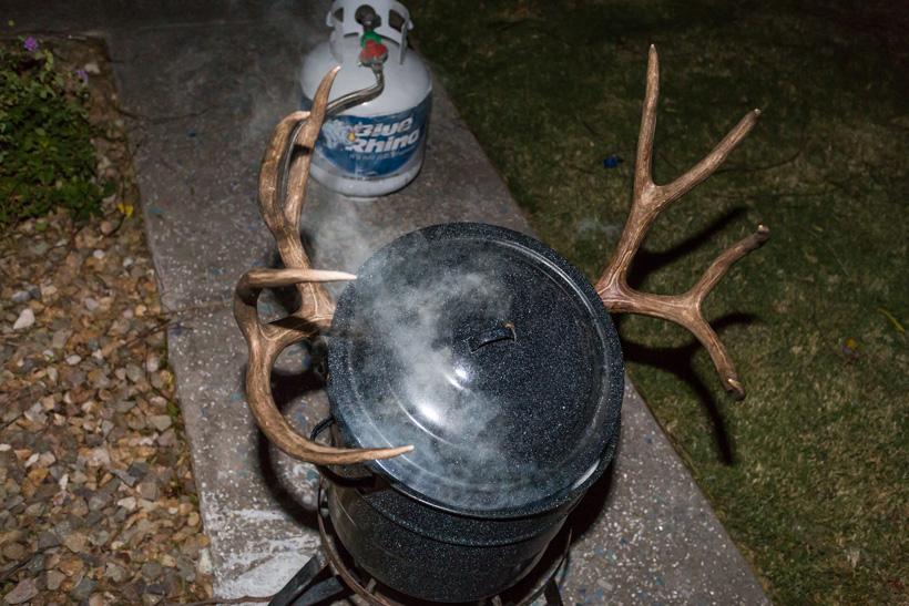 Mule deer skull in pot