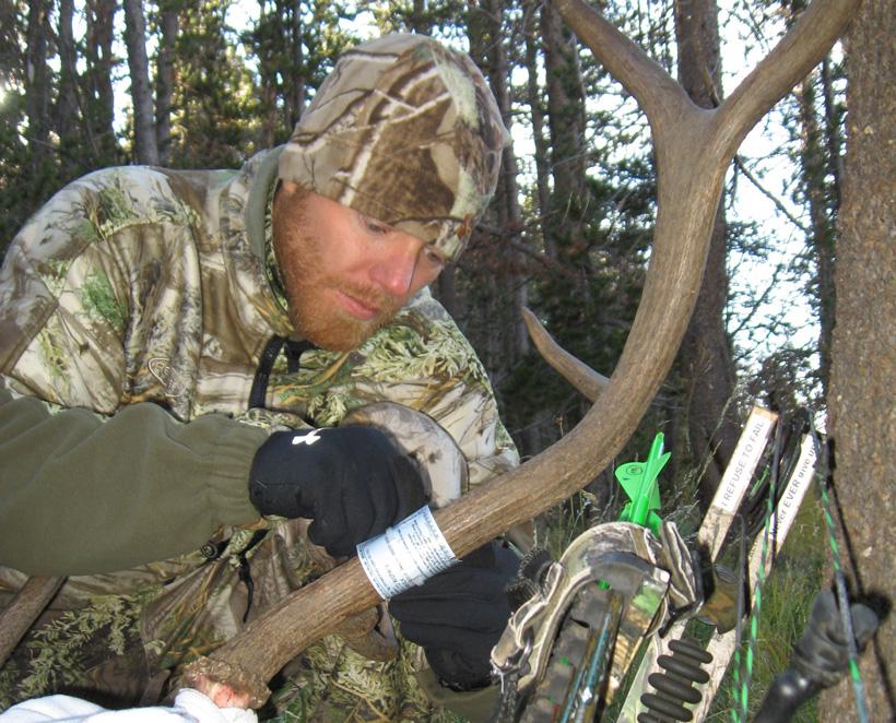Attaching tag to archery bull elk