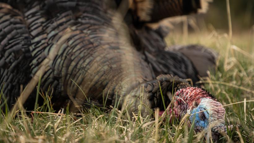 Turkey hunting tips, tricks and tactics for success - 0