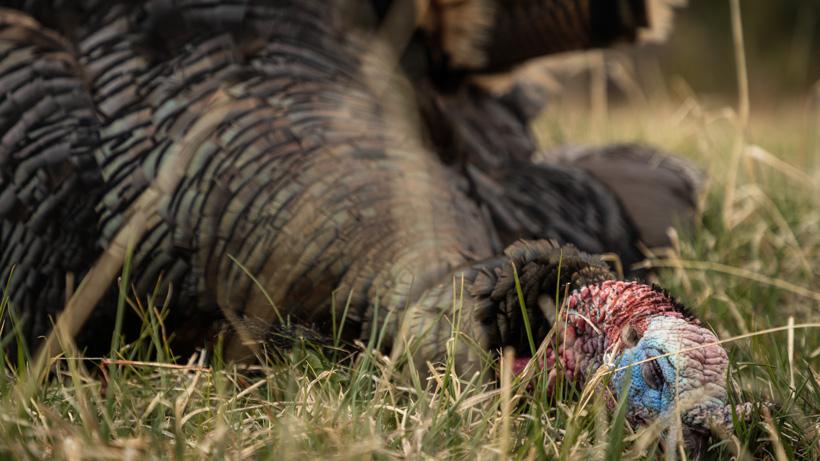 Chris neville sitka turkey harvest_0