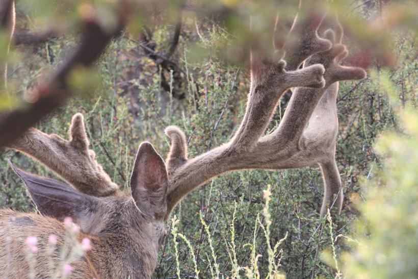 Giant nontypical mule deer buck in velvet