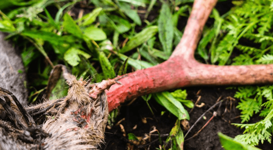 Adapting equals success