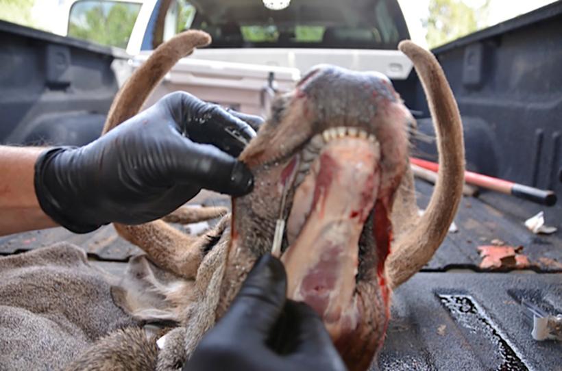 Cutting around the mouth