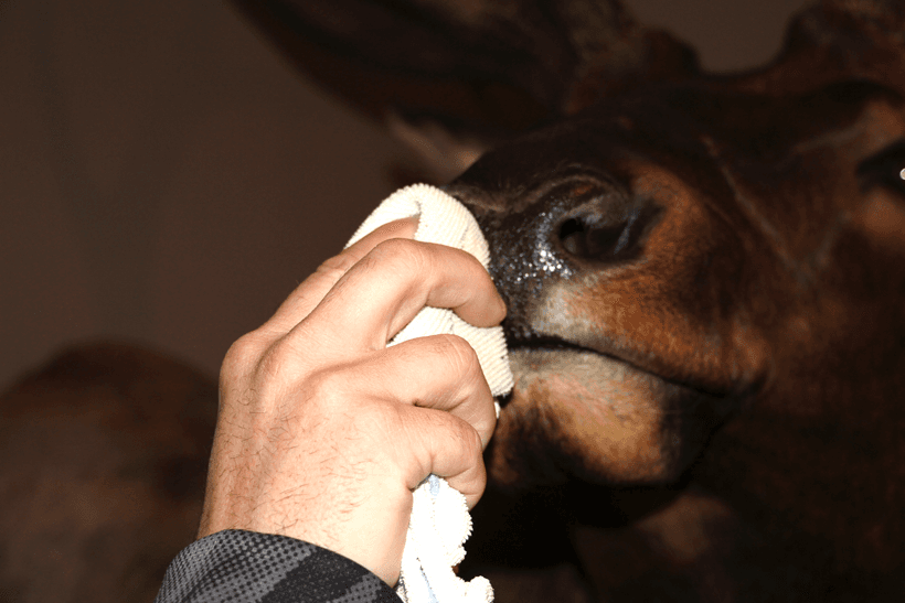 Cleaning animals nose