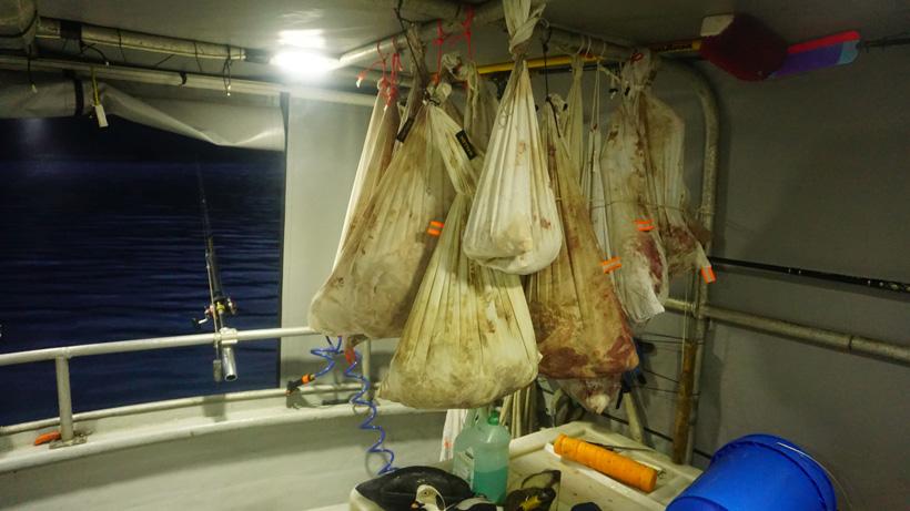 Hanging blacktail deer meat on boat