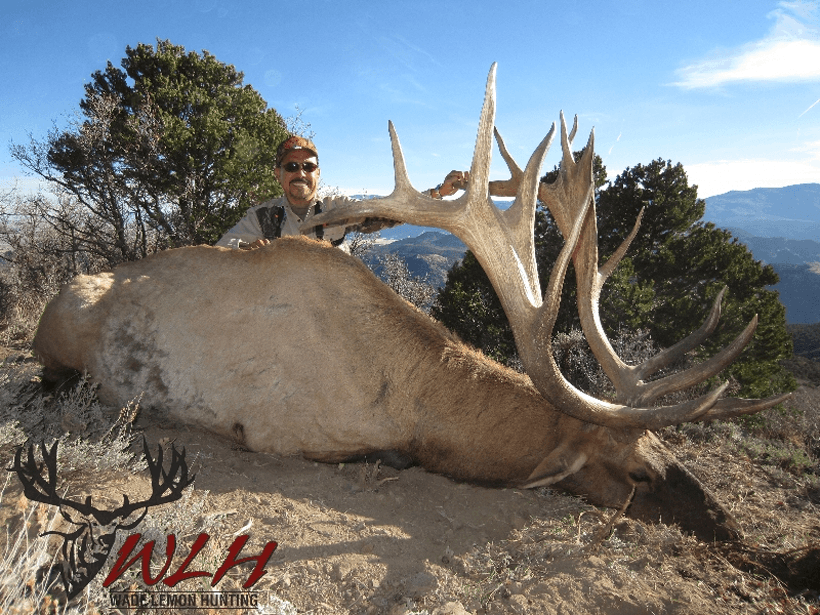 Large utah bull elk