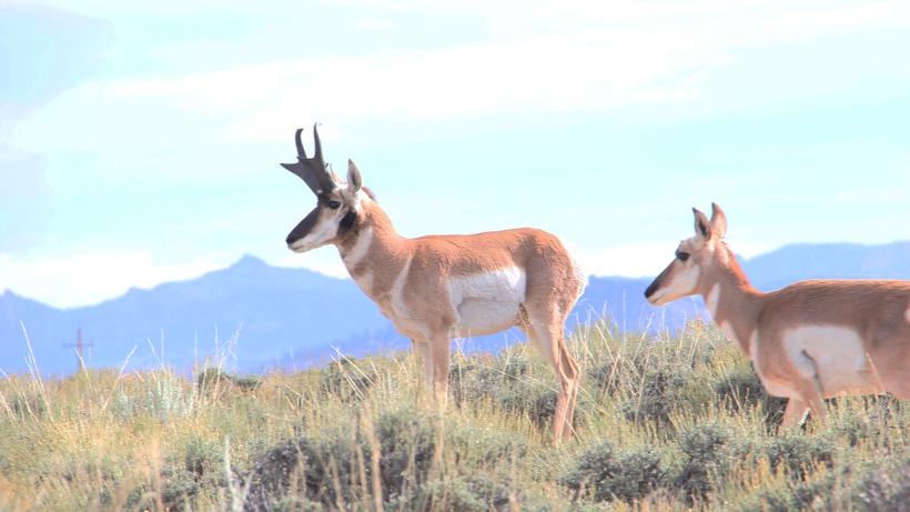 Antelope buck number 2 pic 3