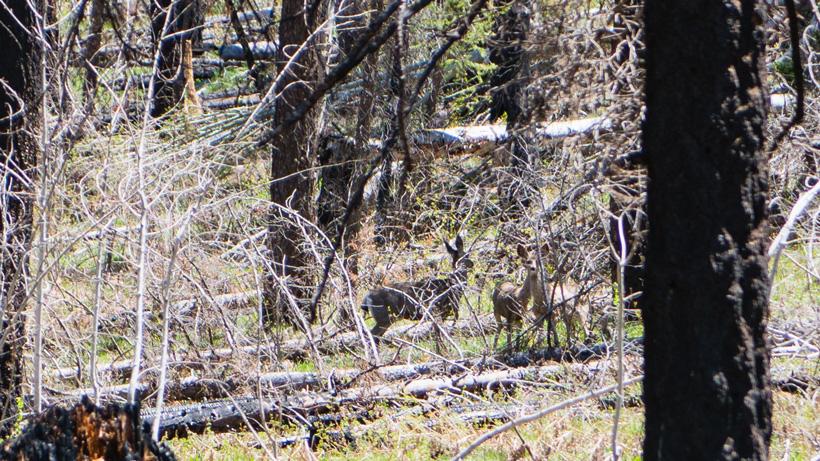 Mule deer hunting