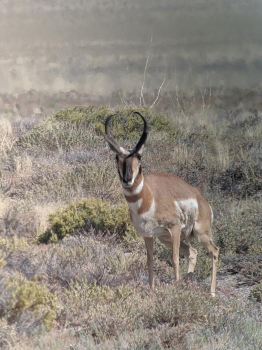 Trail Kreitzer's 2020 Early Season Wyoming Archery Antelope Gear List - 0d