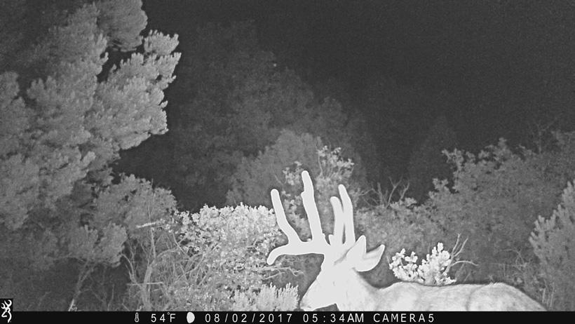 Trail camera placement tips - 7