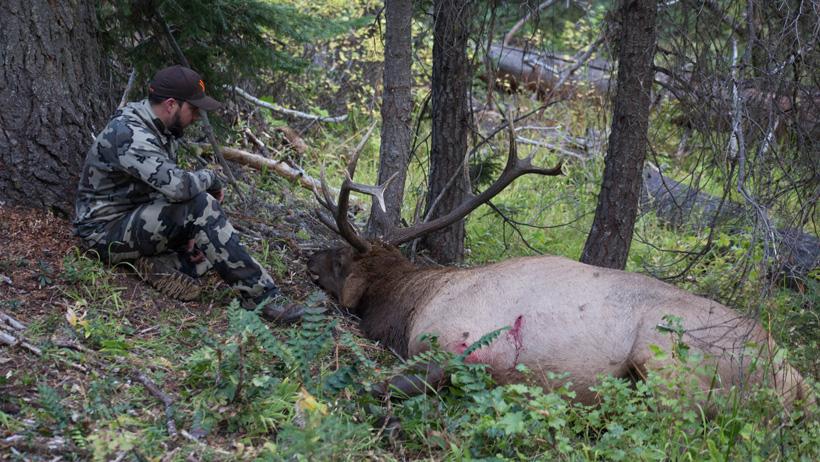 Jeff roberts admiring his 2016 washington archery bull elk