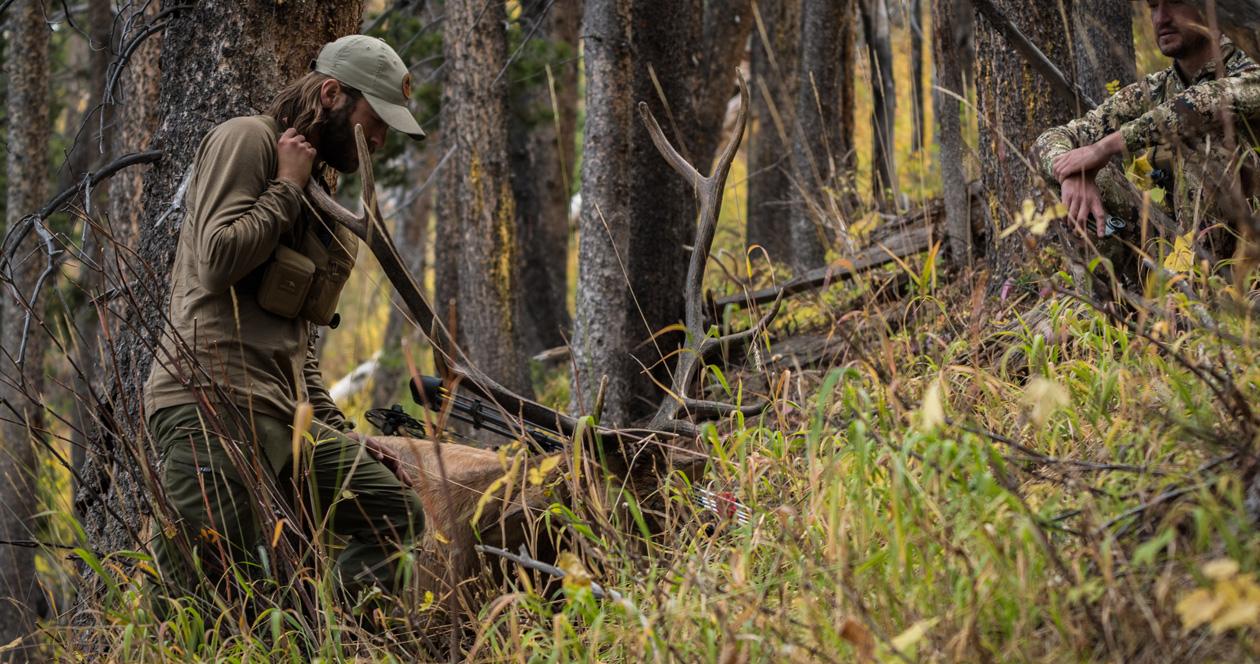 Why you should hunt elk during the pre-rut phase