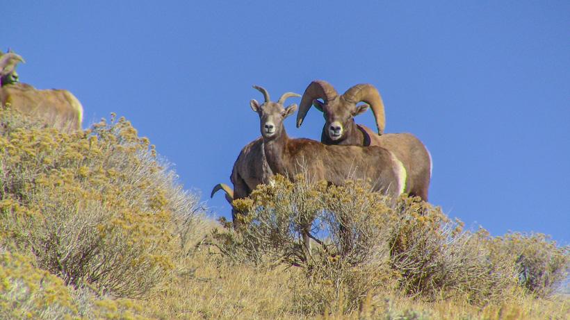 Herd of california bighorn sheep in nevada