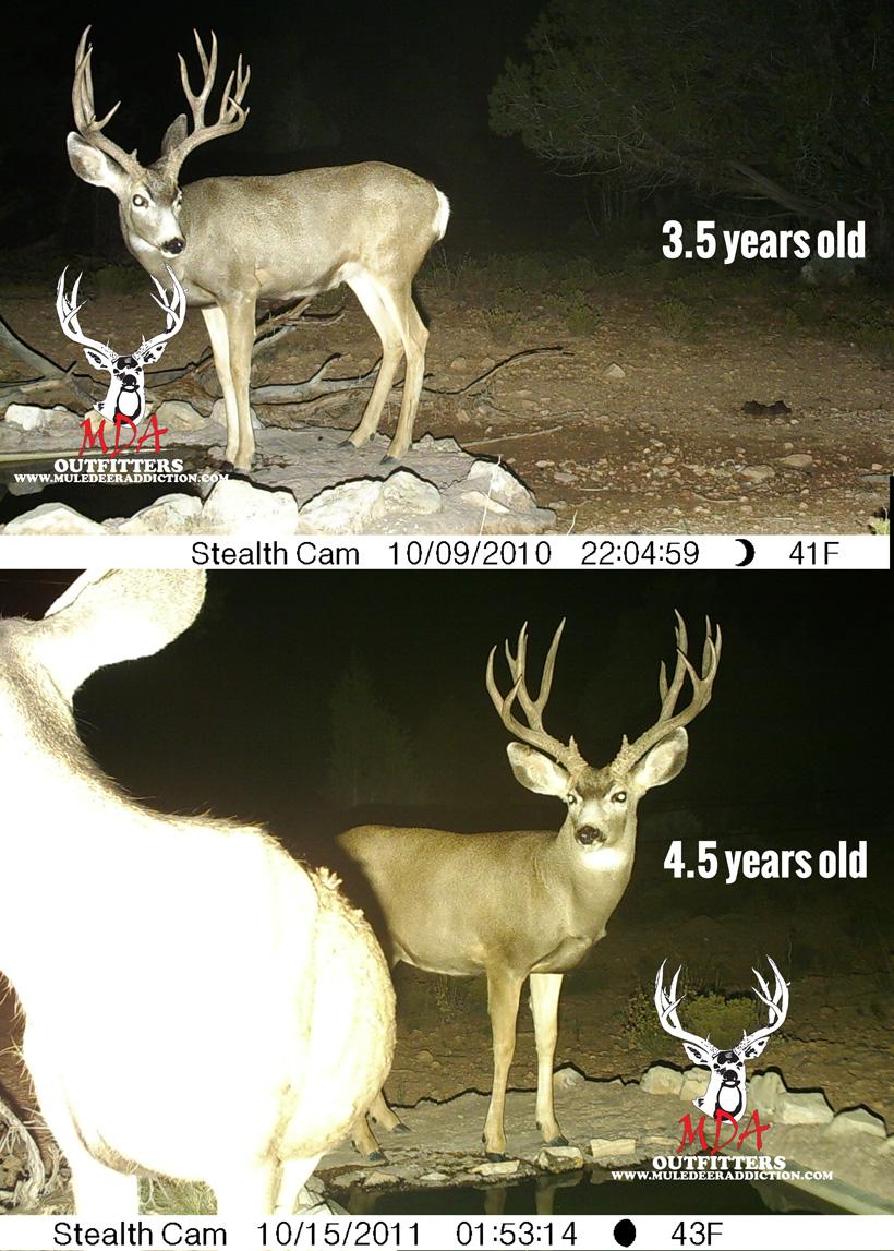 The keys to antler growth: Age, genetics, nutrition - 8
