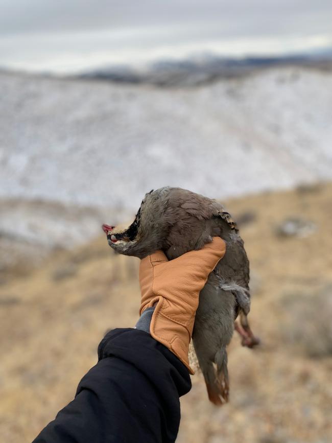 Sitka gunner glove upland bird huntingjpg