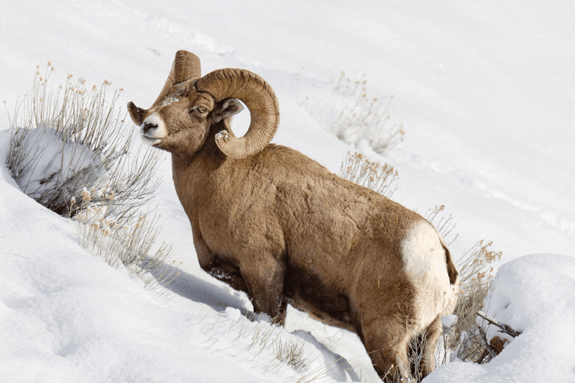 APPLICATION STRATEGY 2015: Wyoming sheep, moose, goat - 1d