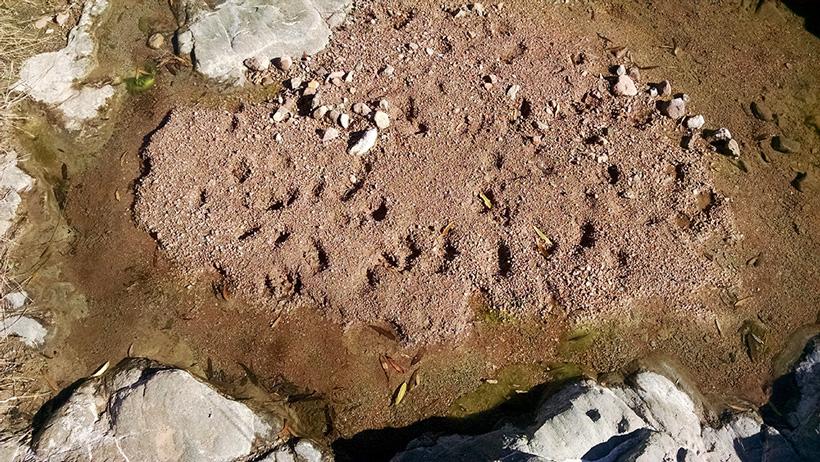 Deer tracks in the desert