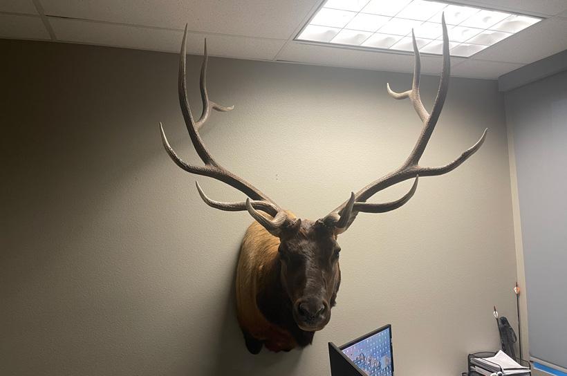Bryan campos colorado otc bull elk mount