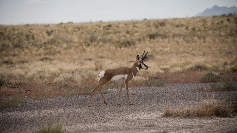Antelope photo while scouting
