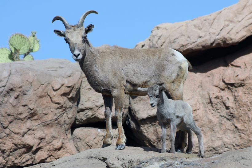 The bighorn sheep struggle across the West - 2