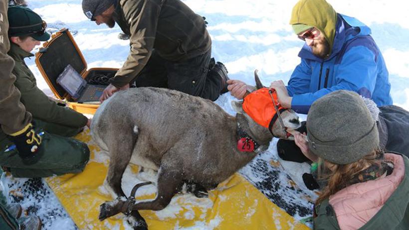 Bighorn sheep capture and collar successful in Wyoming - 2