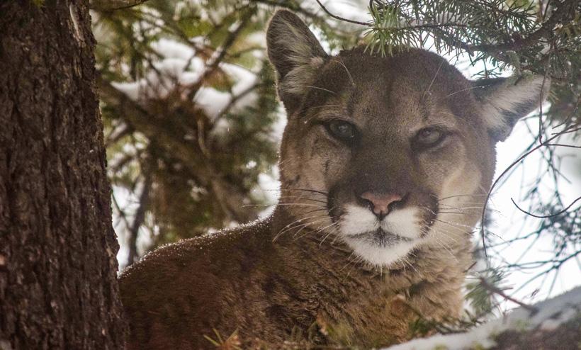 The political spiral of mountain lions in California - 4
