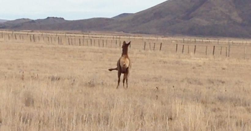 Video screenshot of injured cow elk