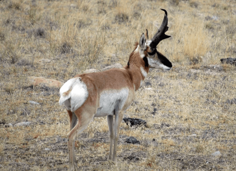 Arizona antelope buck