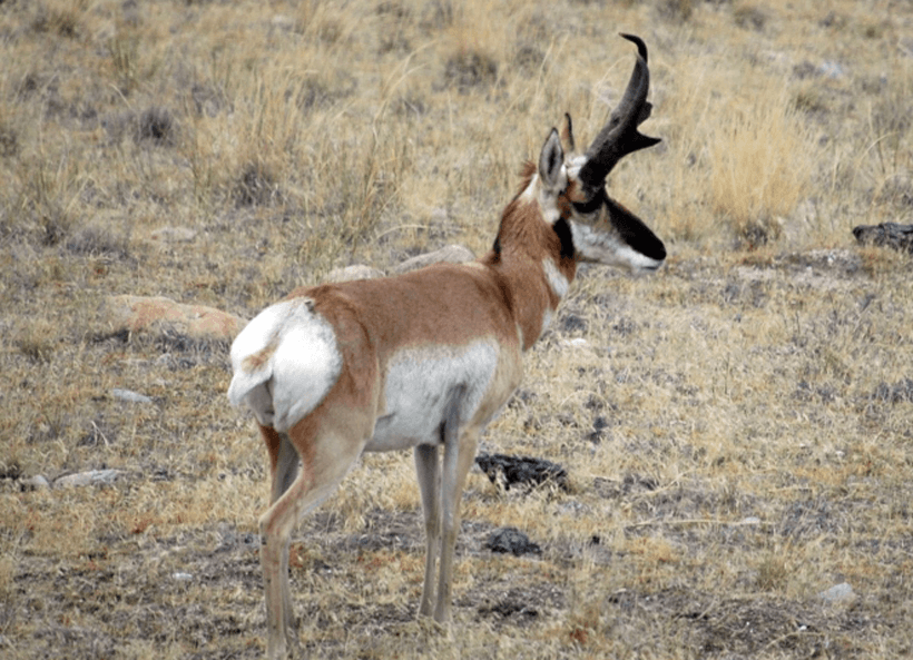 APPLICATION STRATEGY 2015: Arizona elk & antelope - 4d