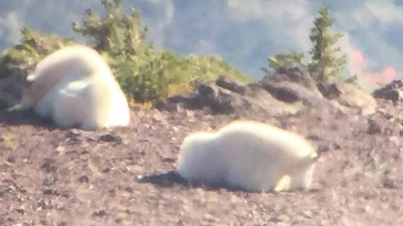 Pair of mountain goats scouted in Utah