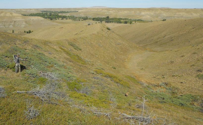 Bowhunting mule deer