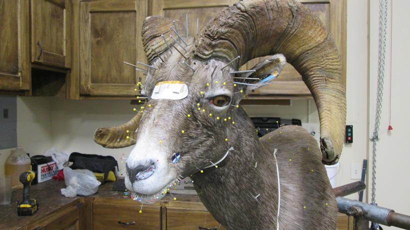 Taxidermy work on sheep