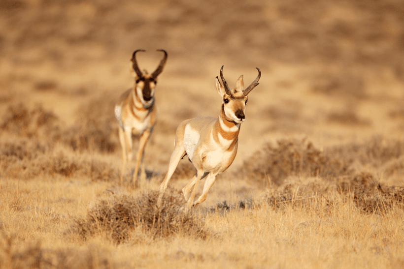 Antelope numbers across 6 states - 7