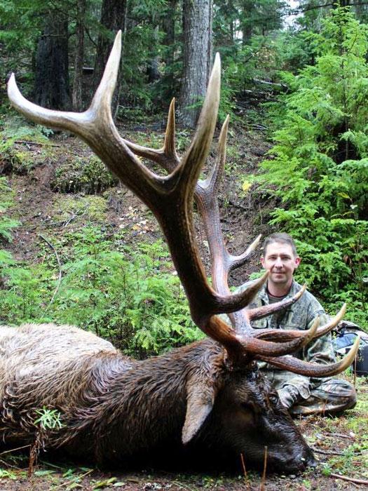 Bull elk taken with bearpaw outfitters