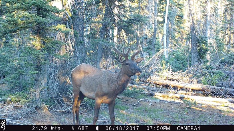 5 quick tips to ensure you get the most out of your trail cameras - 5