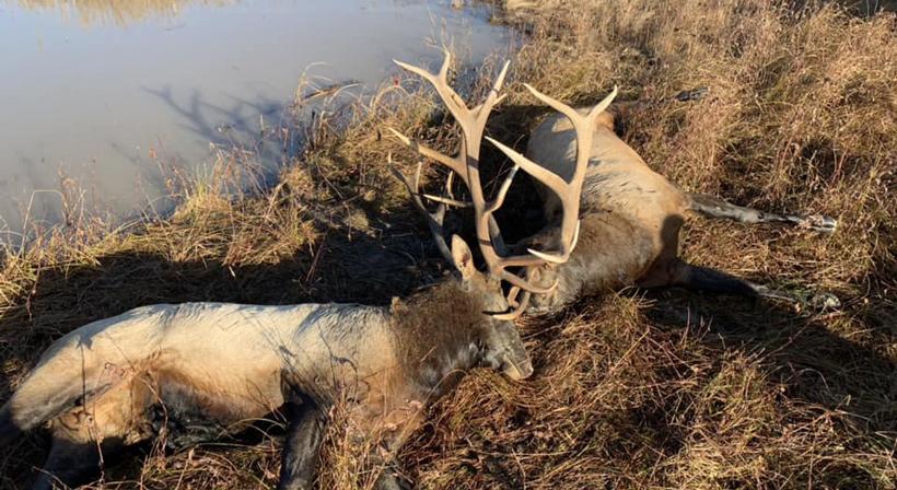 Nebraska elk dead