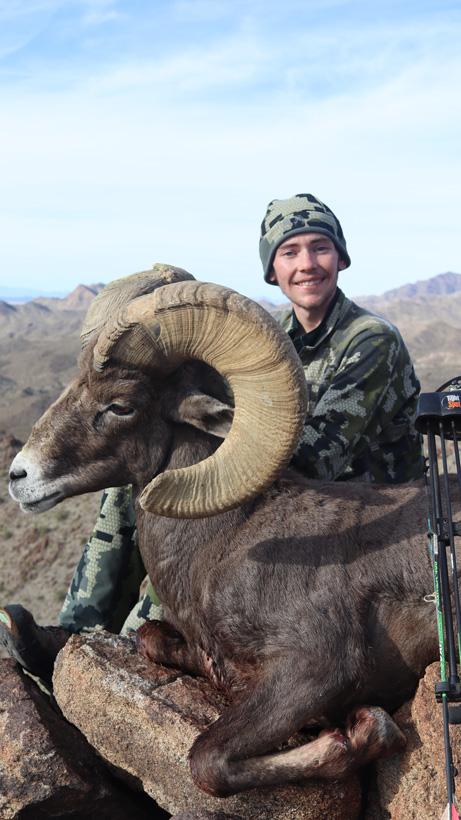 Parker colburn bighorn sheep