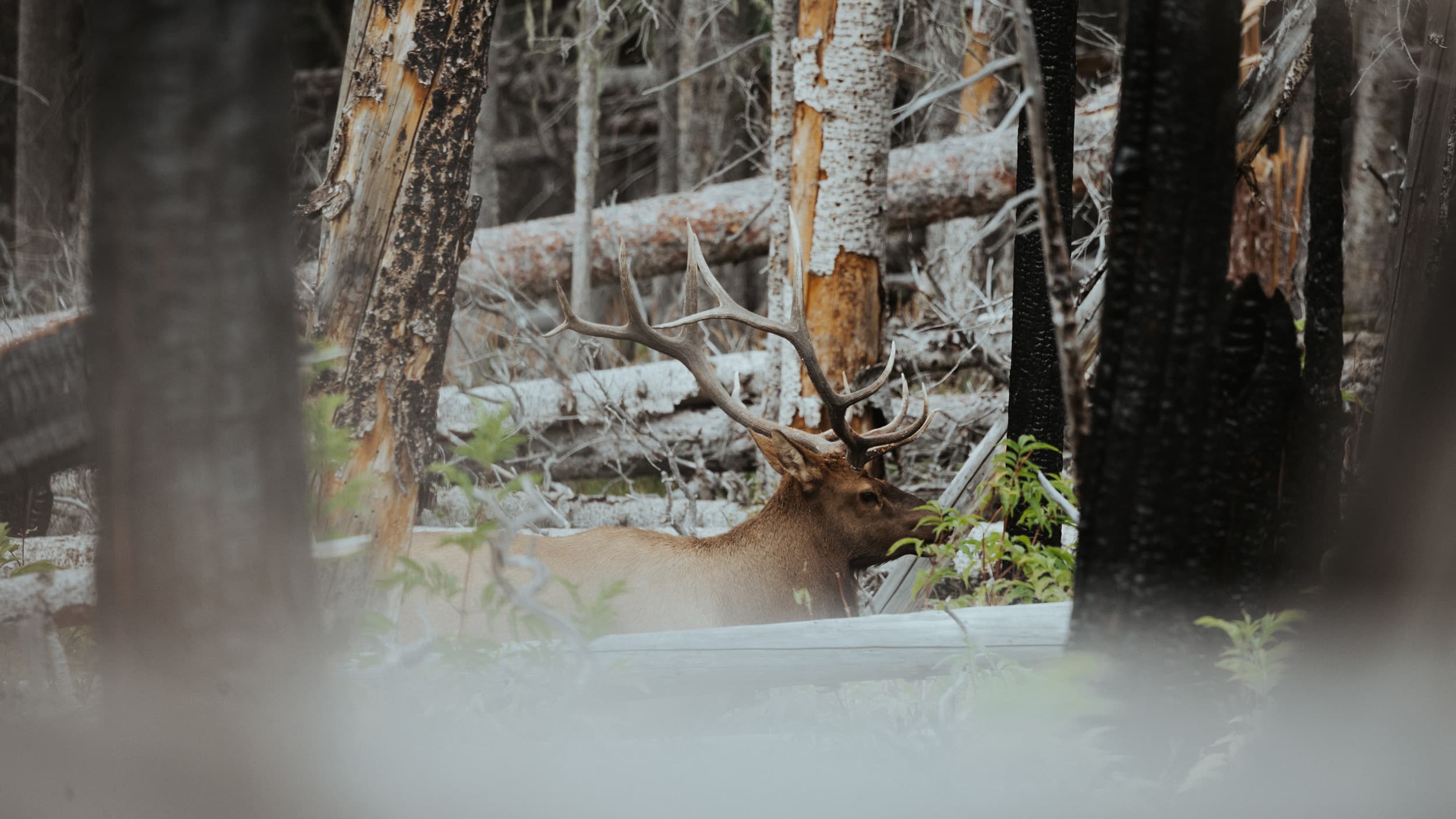 Bull elk called in through a burn