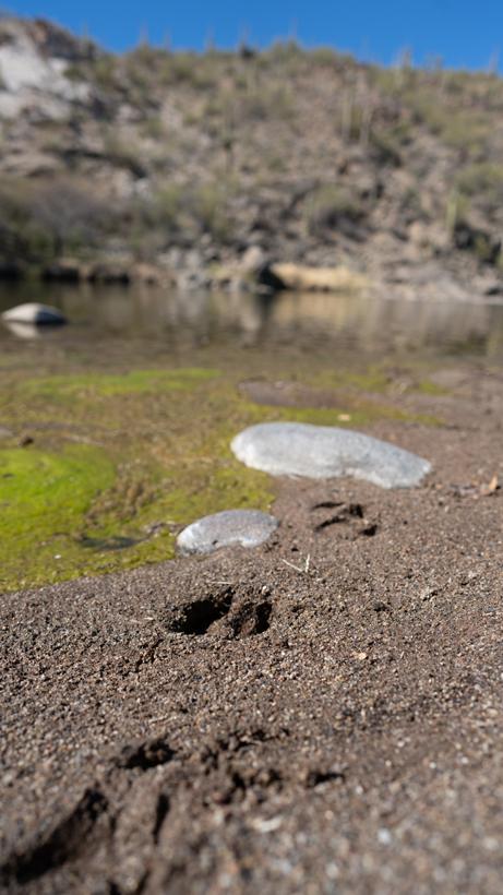 How to use sign scat horton 3