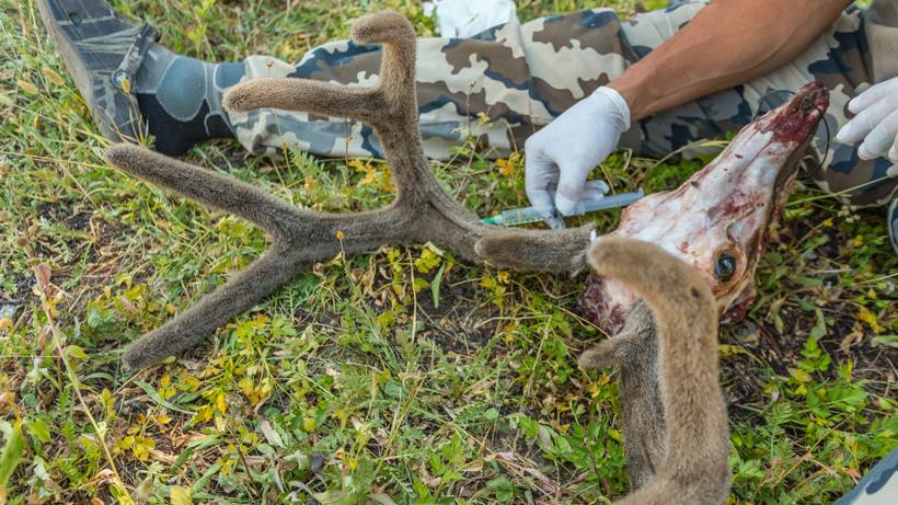 How to preserve velvet antlers in the field - 5
