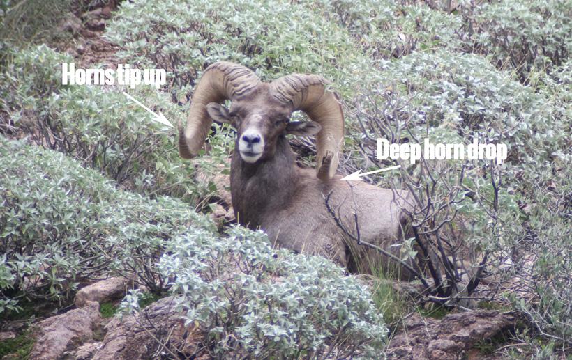 Dropper bighorn ram front view