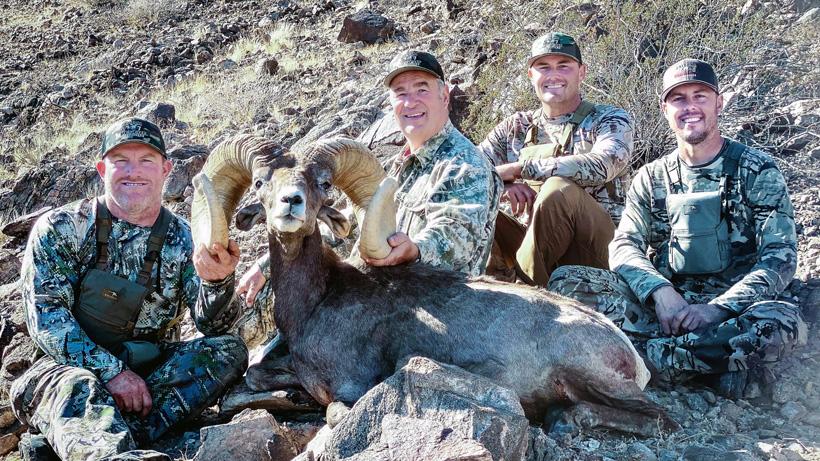 Charlies sibert bighorn sheep