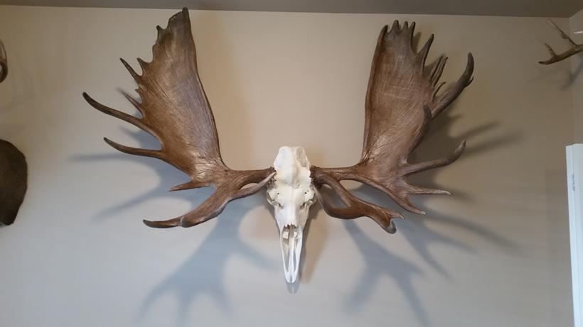 Alaska bull moose skull mount
