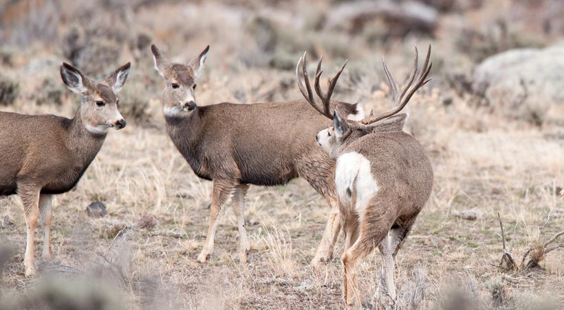 The science behind the mule deer rut - 1