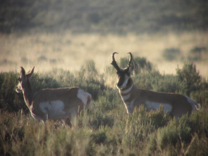 Antelope buck number 3 pic 2