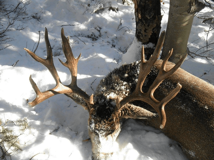 Howard mee mule deer buck