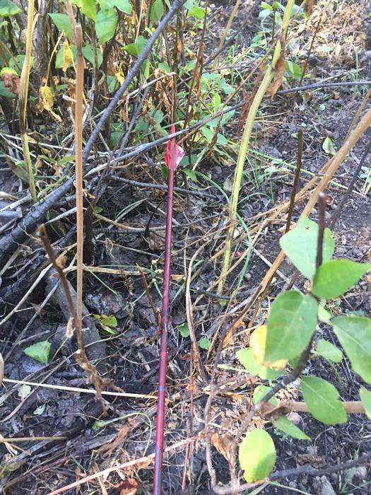Arrow after a successful shot on a deer