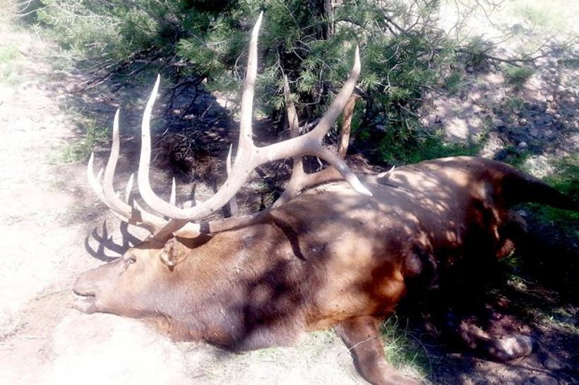 New Mexico poached bull elk