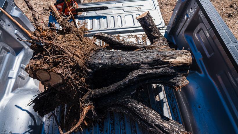 Tree stump back to truck